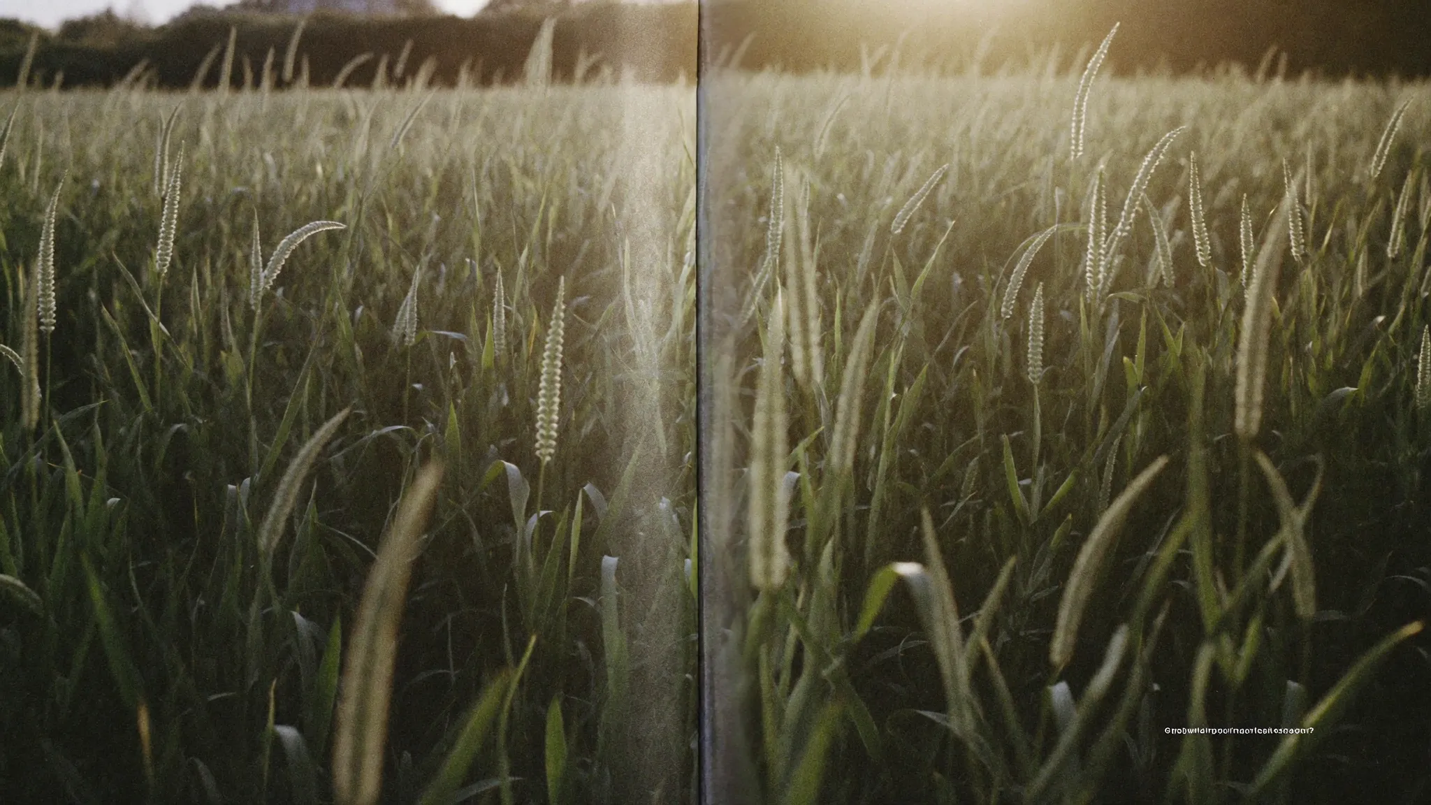 A hemp field at golden hour